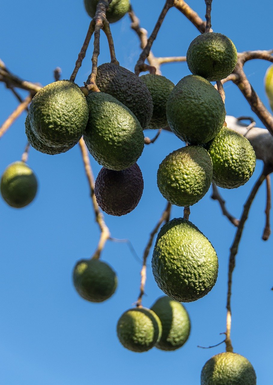 Avocat